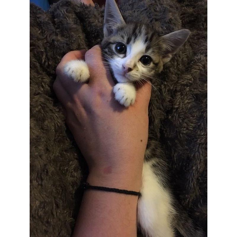 Kitten