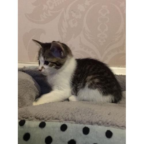 Kitten