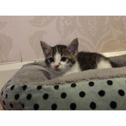 Kitten