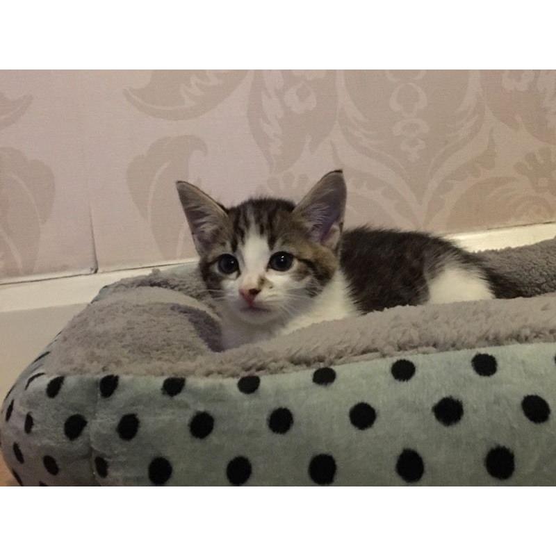 Kitten