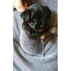 1 male Yorkshire terrier x chihuahua puppy