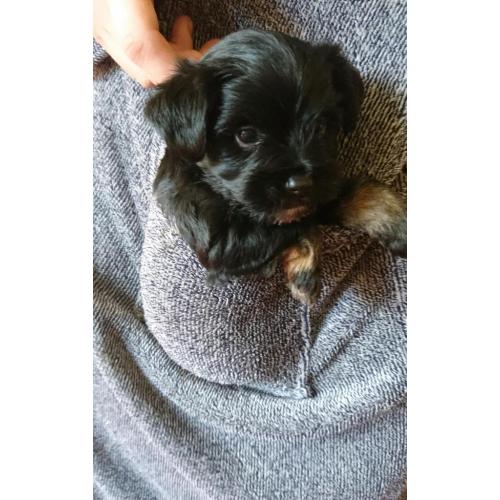 1 male Yorkshire terrier x chihuahua puppy