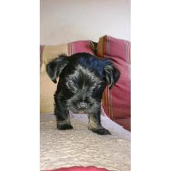 1 male Yorkshire terrier x chihuahua puppy