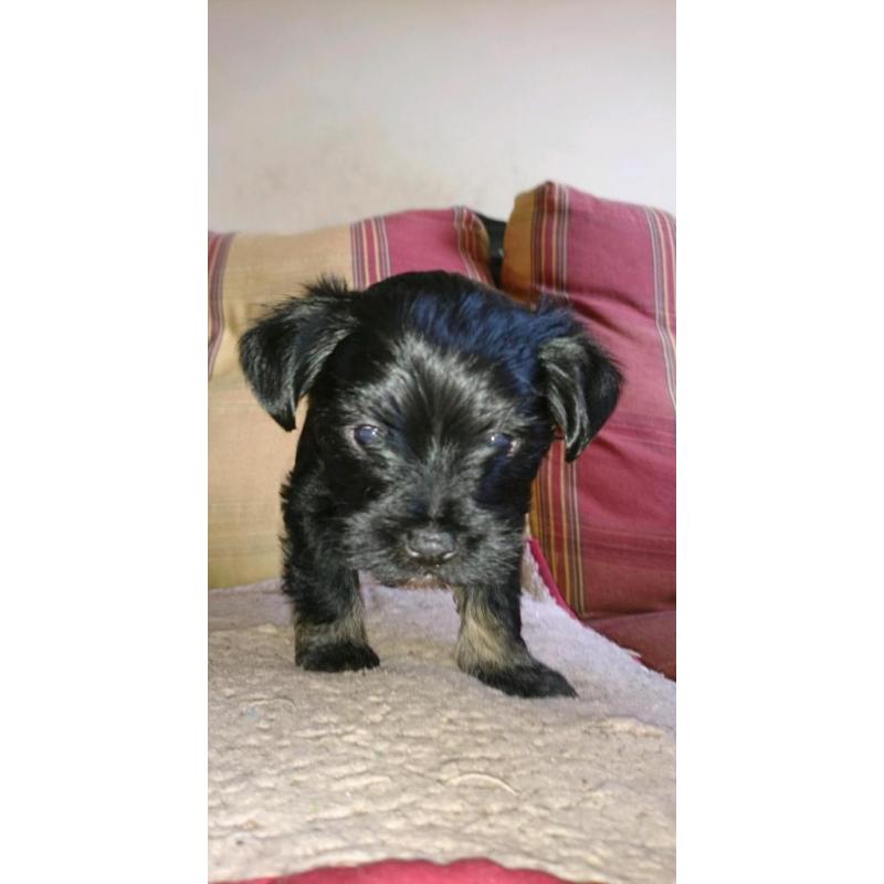 1 male Yorkshire terrier x chihuahua puppy