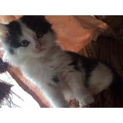 Cute fluffy kitten includes all accesories