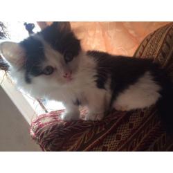 Cute fluffy kitten includes all accesories