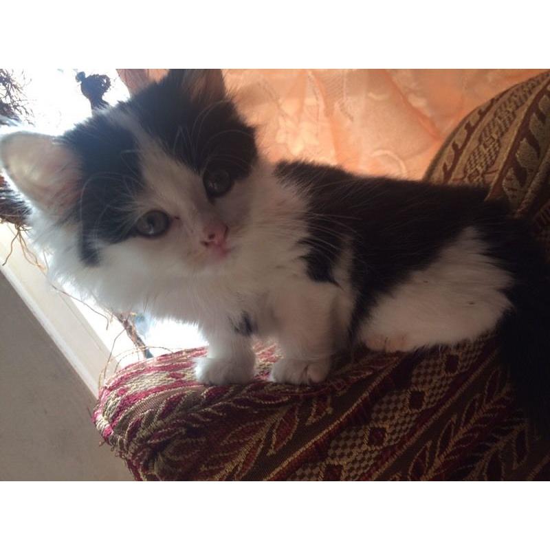 Cute fluffy kitten includes all accesories