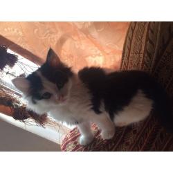 Cute fluffy kitten includes all accesories