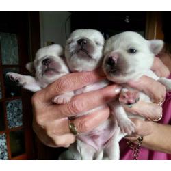 Beautiful Chihuahua pedigree puppies