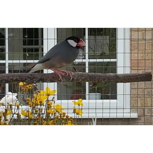 2 Java Sparrows for sale
