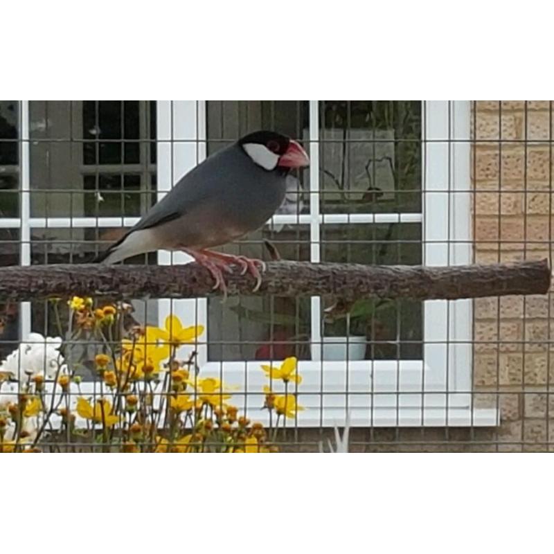 2 Java Sparrows for sale