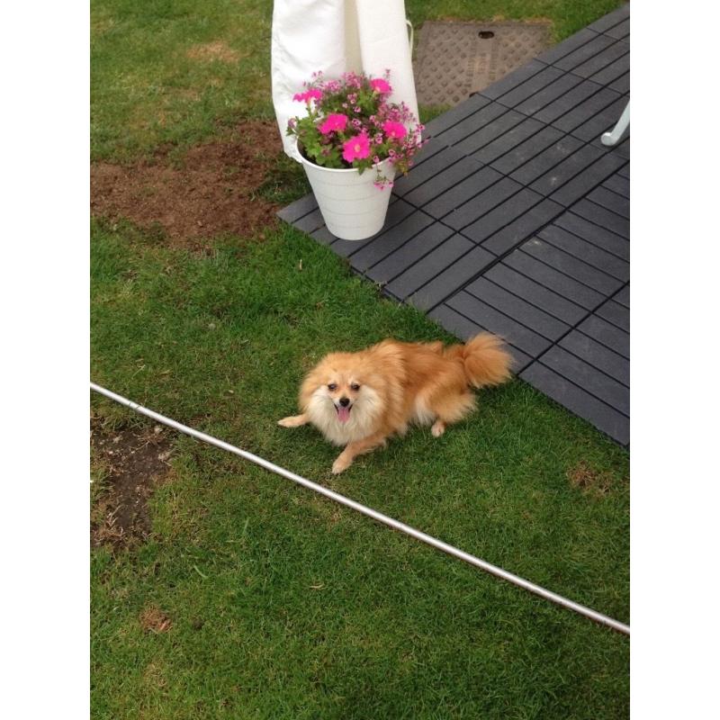Beautiful Pomeranian girl