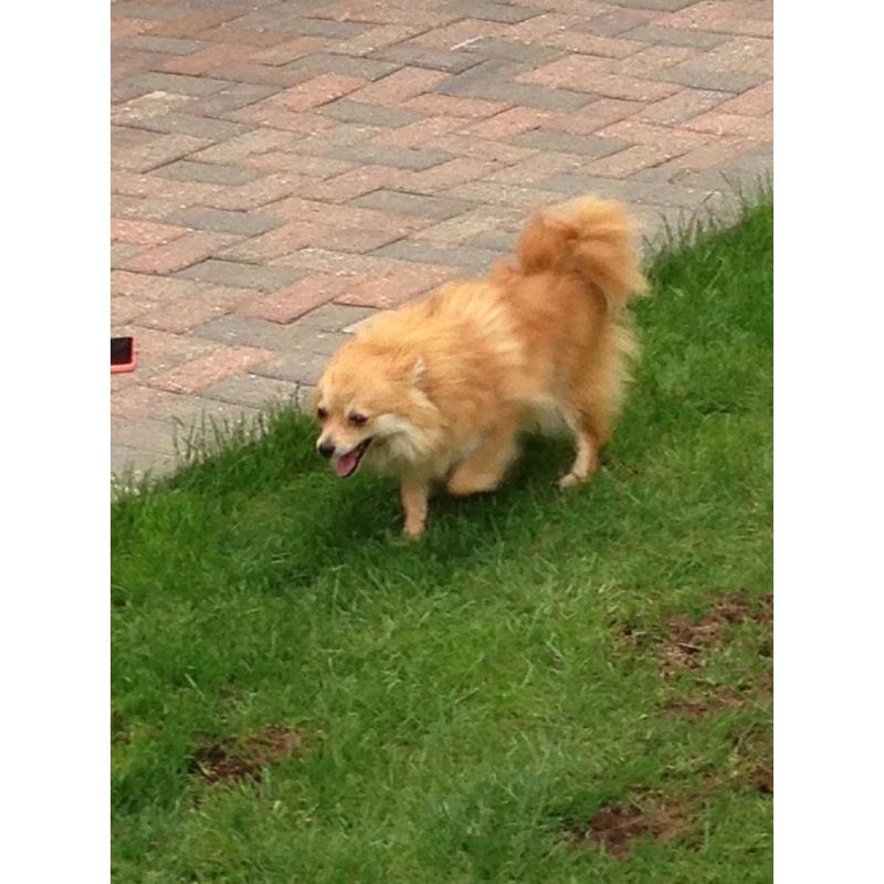 Beautiful Pomeranian girl