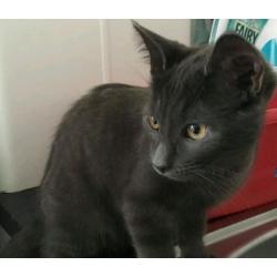 British blue kitten