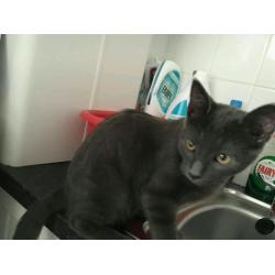 British blue kitten