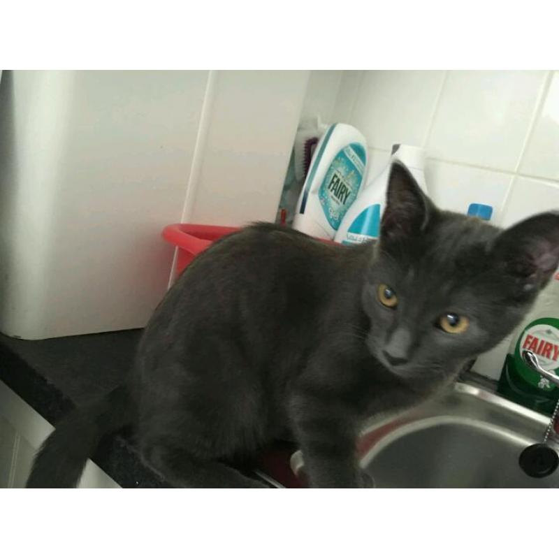 British blue kitten