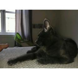 British blue kitten
