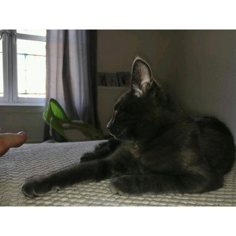 British blue kitten