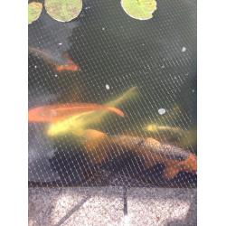 11 KOI Carp Need A Home