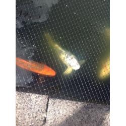 11 KOI Carp Need A Home