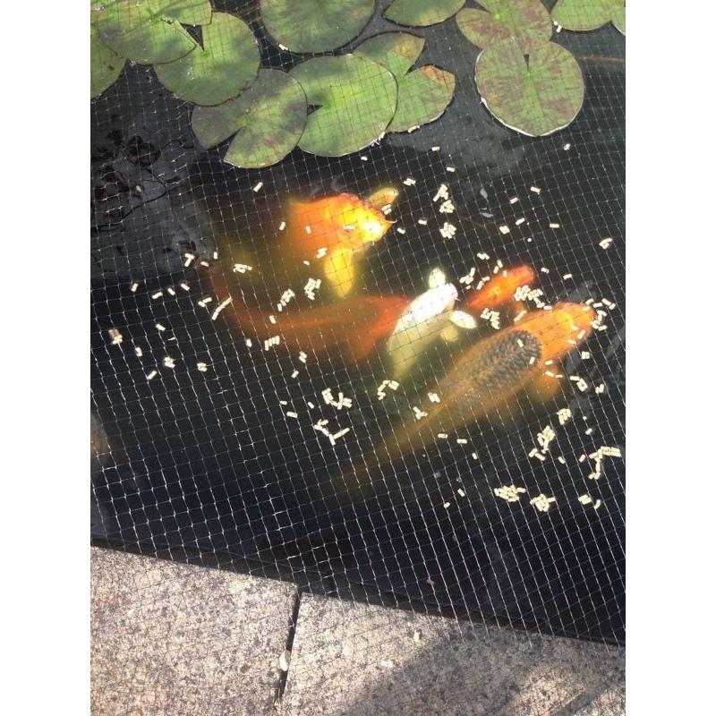 11 KOI Carp Need A Home