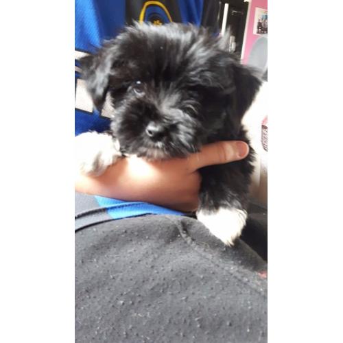 Lhasa apso x pups