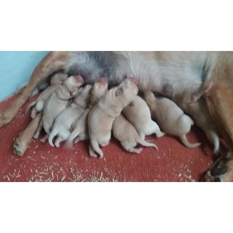 FOX RED KC REG. LABRADOR PUPPIES FOR SALE - OUTSTANDING