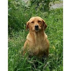 FOX RED KC REG. LABRADOR PUPPIES FOR SALE - OUTSTANDING