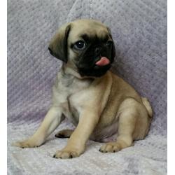 Cutest Puppies EVER! 3/4 Pugs