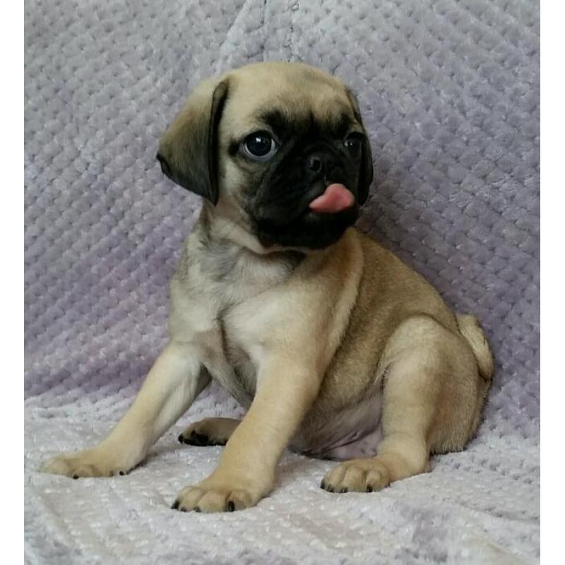 Cutest Puppies EVER! 3/4 Pugs