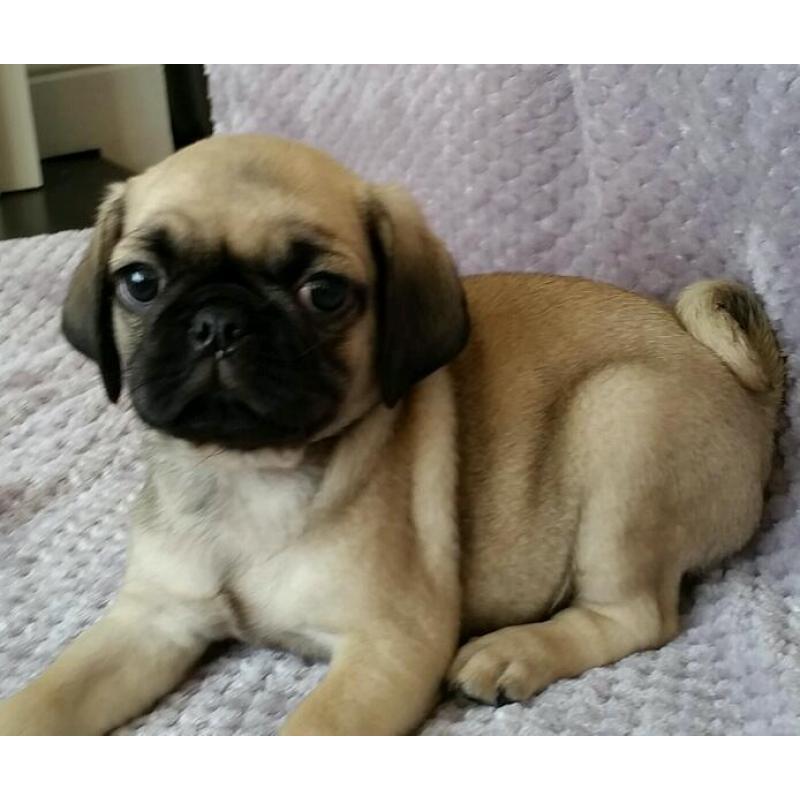 Cutest Puppies EVER! 3/4 Pugs