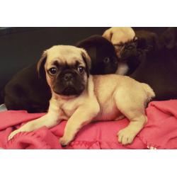 Cutest Puppies EVER! 3/4 Pugs
