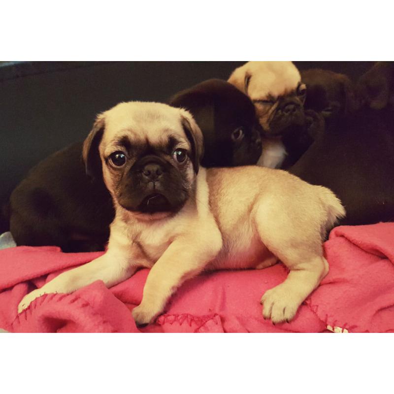 Cutest Puppies EVER! 3/4 Pugs
