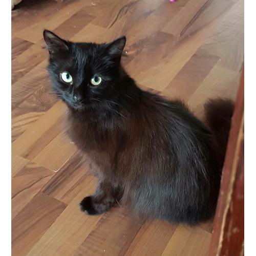 Small black fluffy cat- 3 years old.