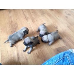 Kc reg pug puppies for sale