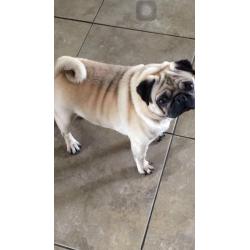 Kc reg pug puppies for sale