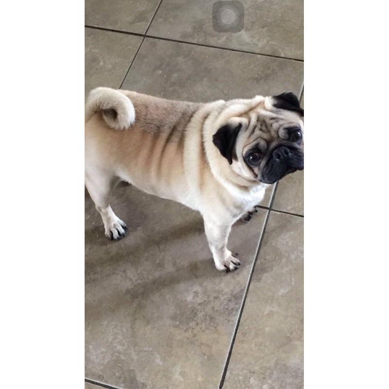 Kc reg pug puppies for sale