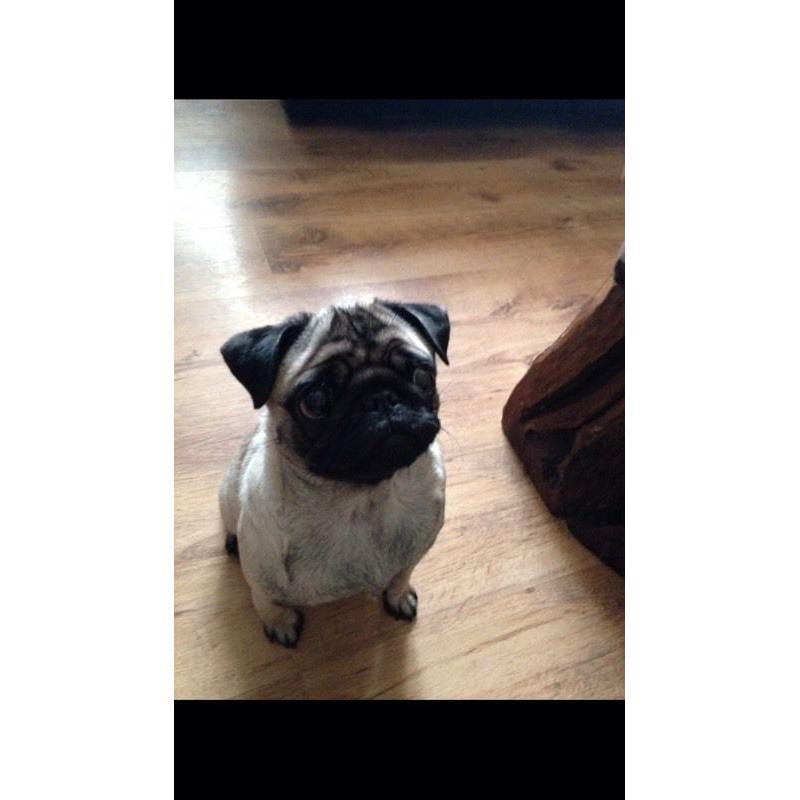 Kc reg pug puppies for sale