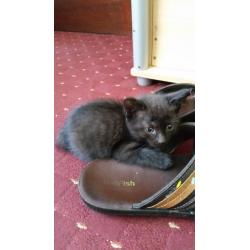 2 kitten 8weks