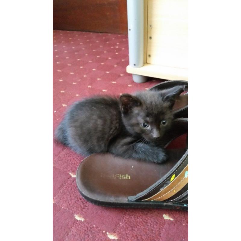 2 kitten 8weks