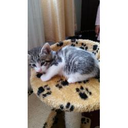 2 kitten 8weks