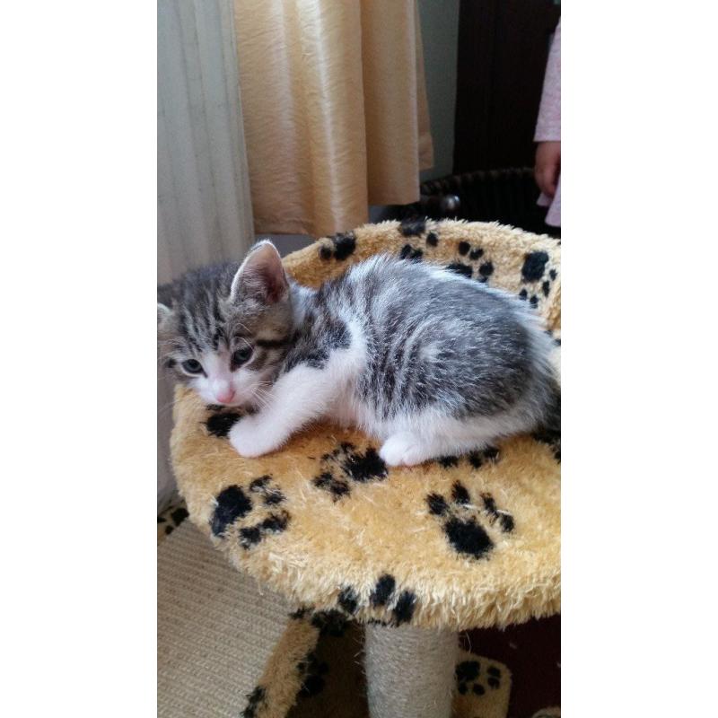 2 kitten 8weks
