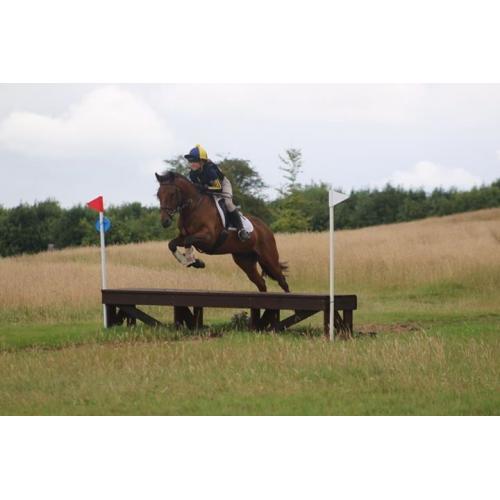 PONY CLUB / BS / EVENT PONY NEEDS TO GO AS IM GOING TRAVELLING