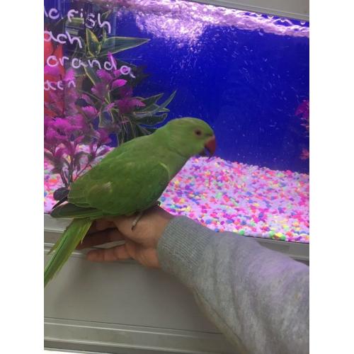 baby Indian ring neck talking parrot