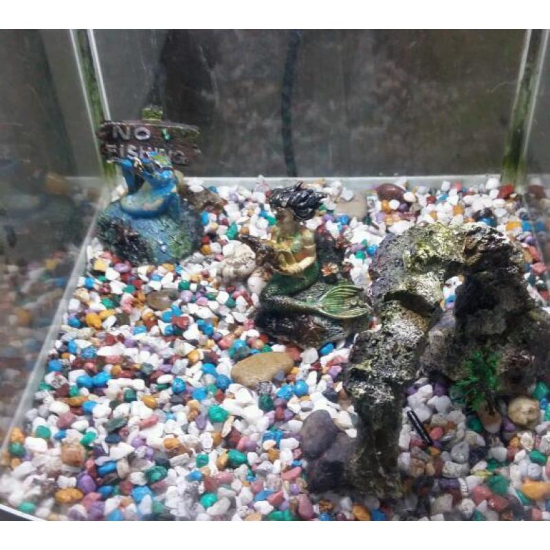 Fish tank