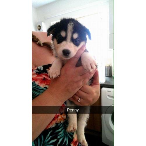 Husky X border collie/husky 3/4