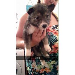 Husky X border collie/husky 3/4