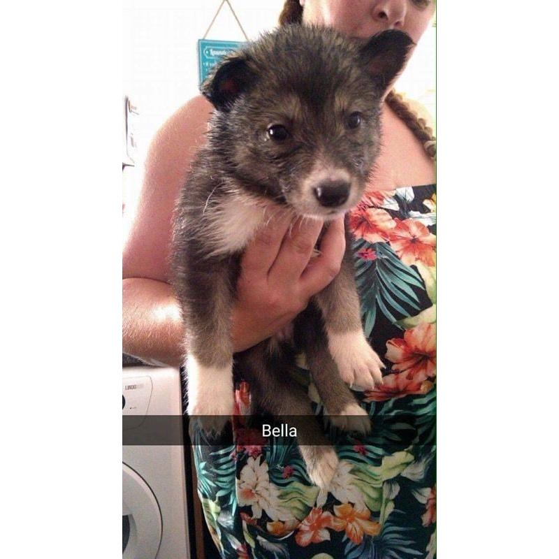 Husky X border collie/husky 3/4