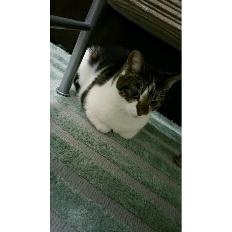 Beautiful cat needs a loving home
