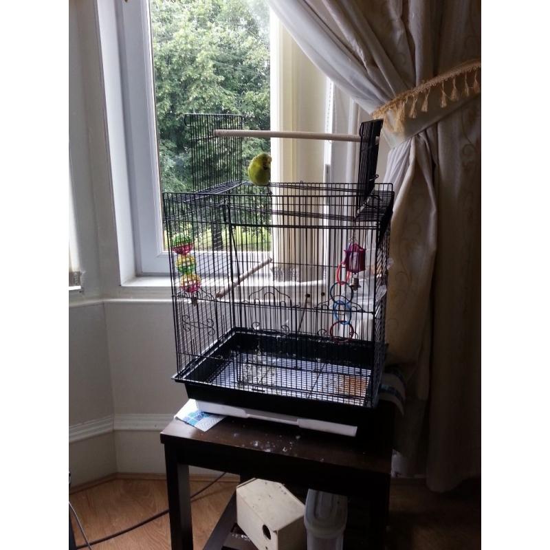 Budgie with cage